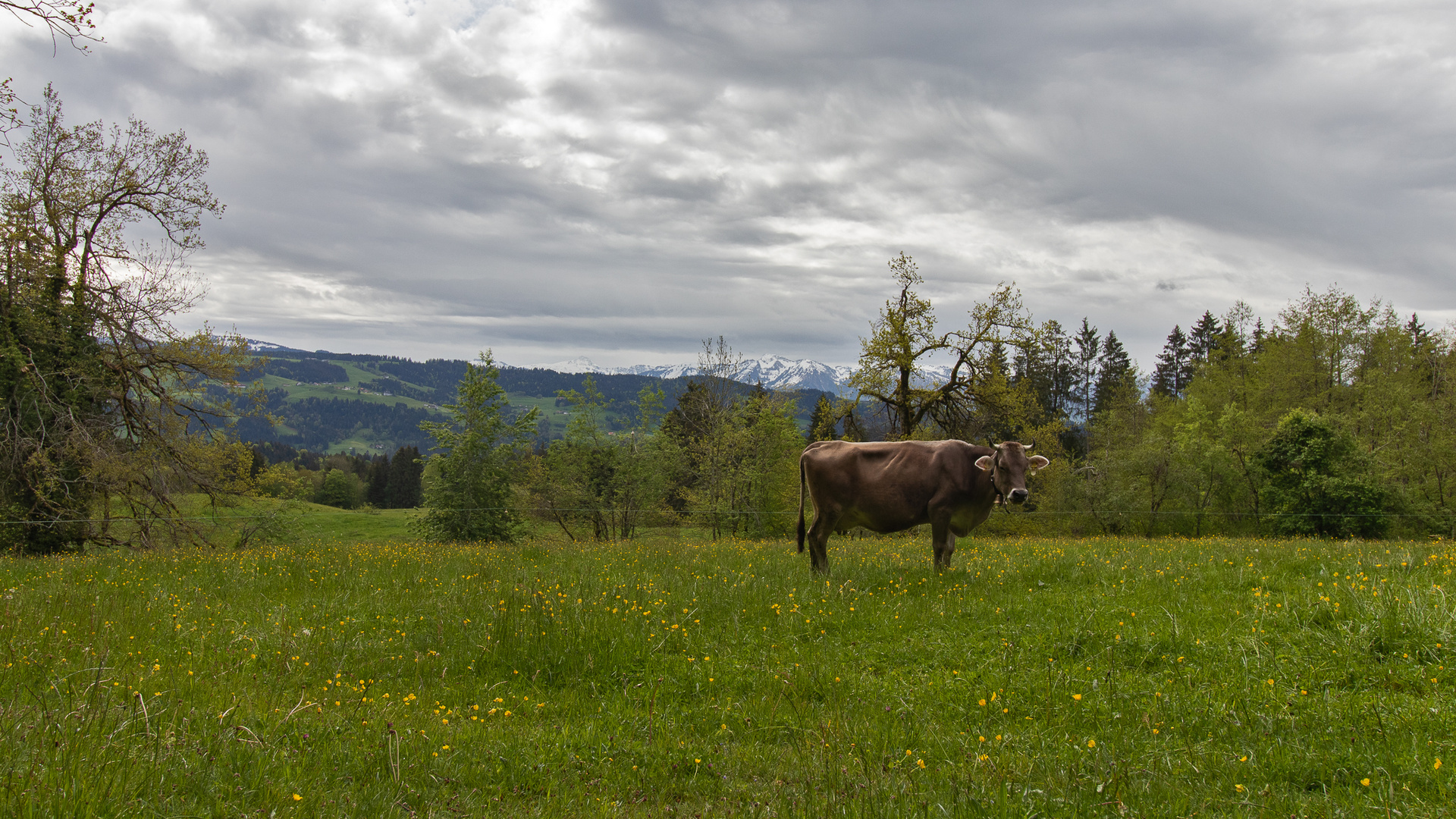 Allgäu