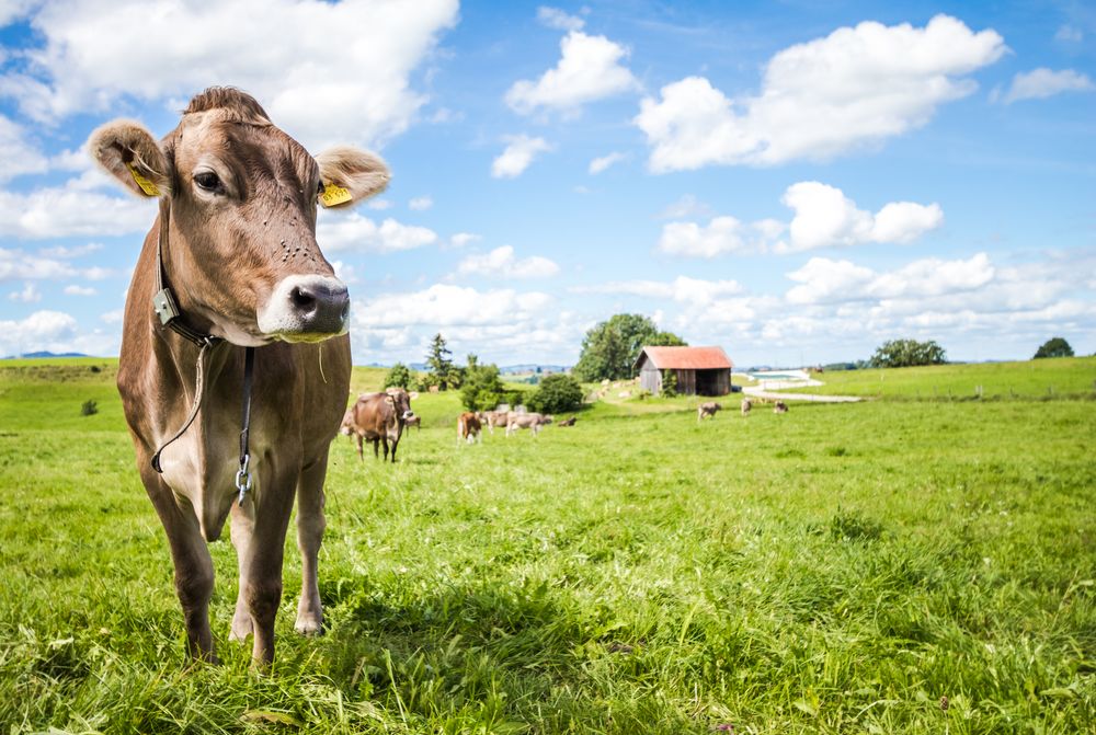 Allgäu