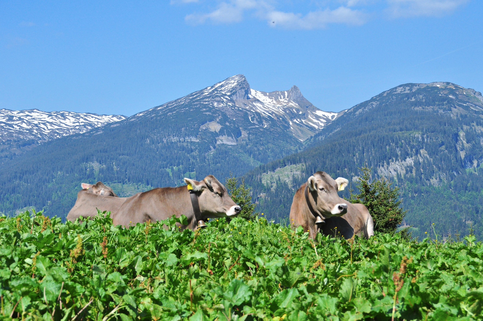 Allgäu