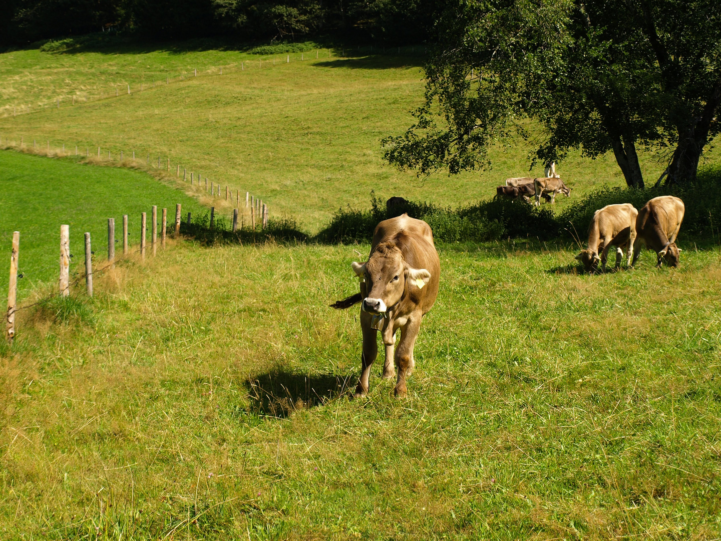 Allgäu