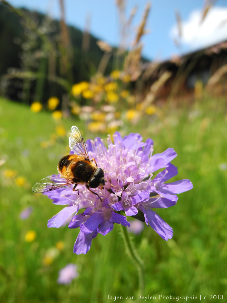 Allgäu-Biene