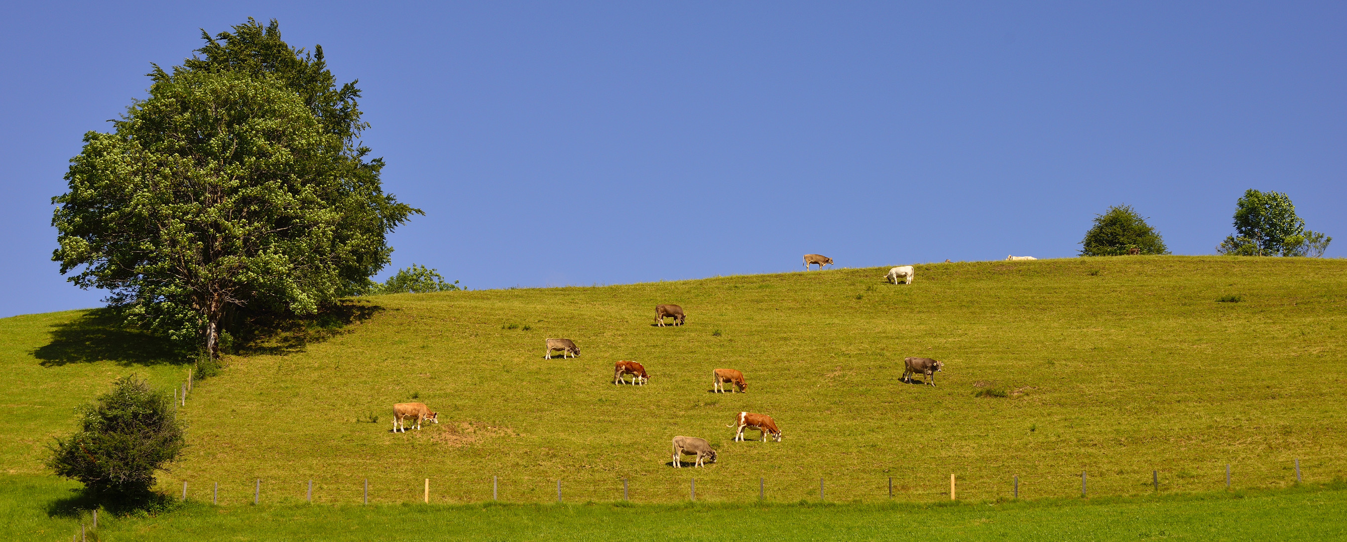 Allgäu