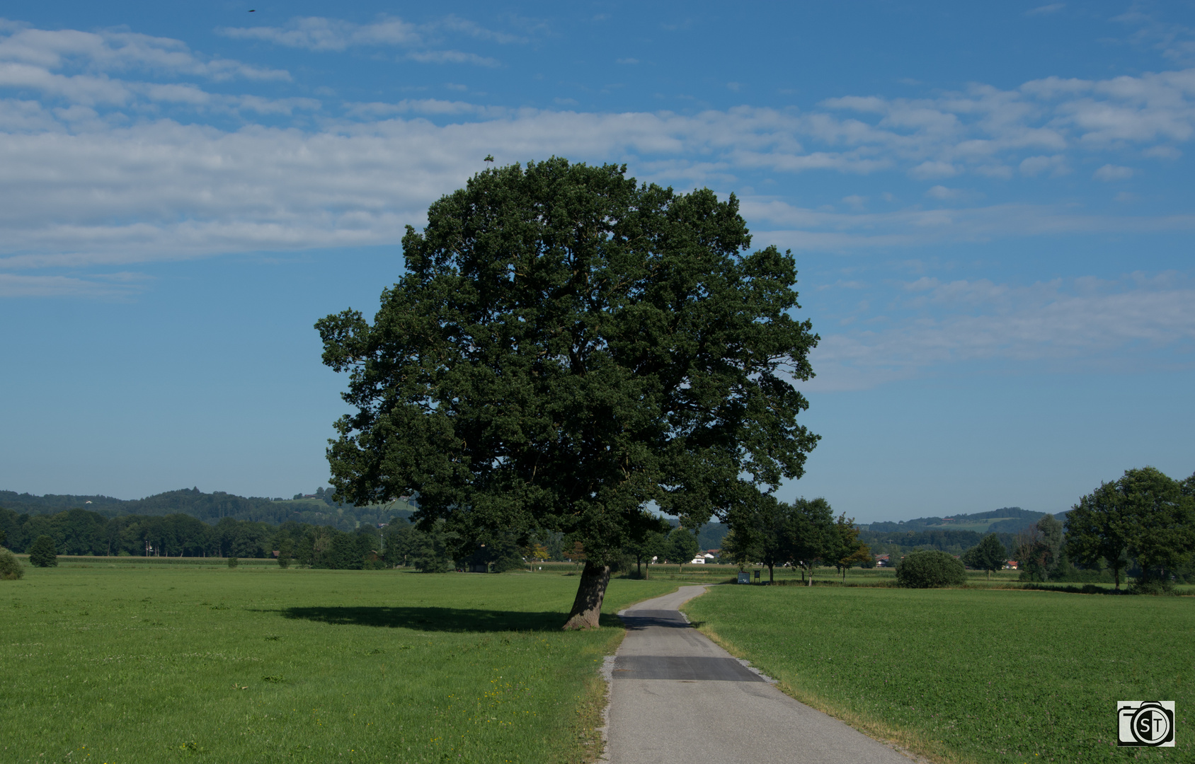 Allgäu - Ein Baum