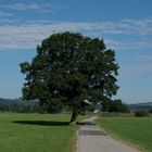 Allgäu - Ein Baum