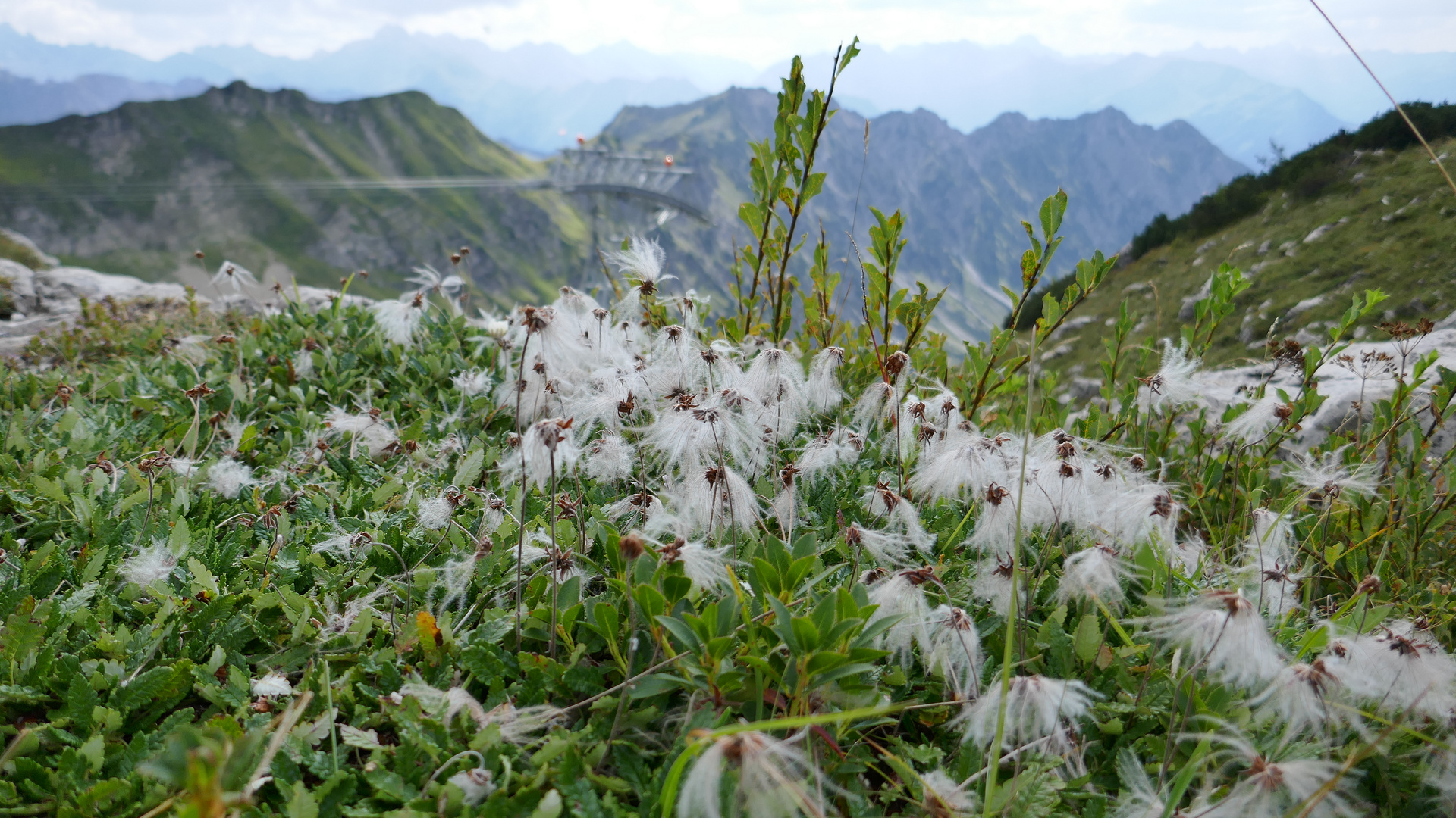 Allgäu Flora II