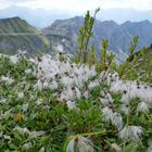 Allgäu Flora II