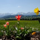 Allgäu Frühling