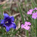 Allgäu-Frühling