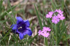 Allgäu-Frühling