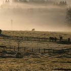 Allgäu Idylle 1