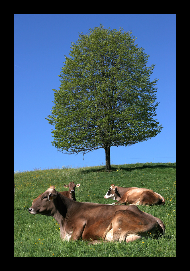 Allgäu Idylle