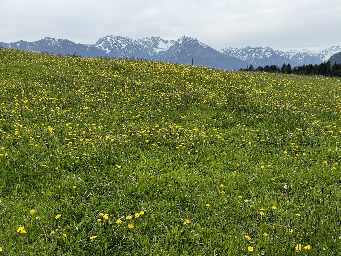 Allgäu im Frühling