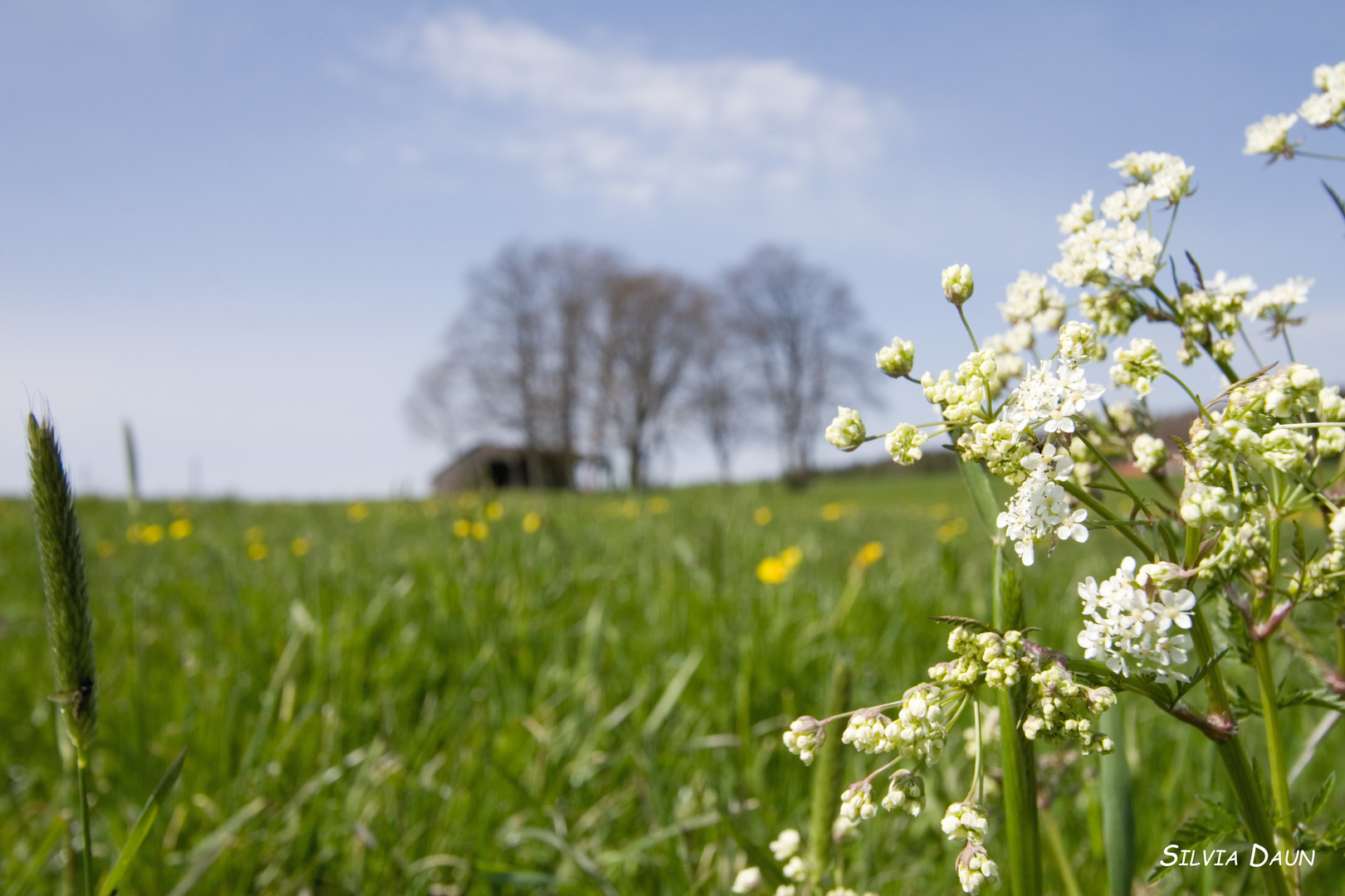 Allgäu im Frühling