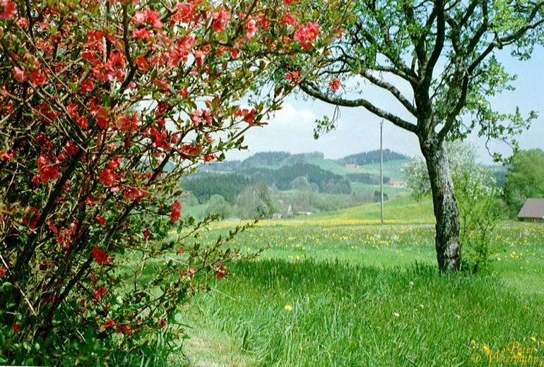 Allgäu in Blüte