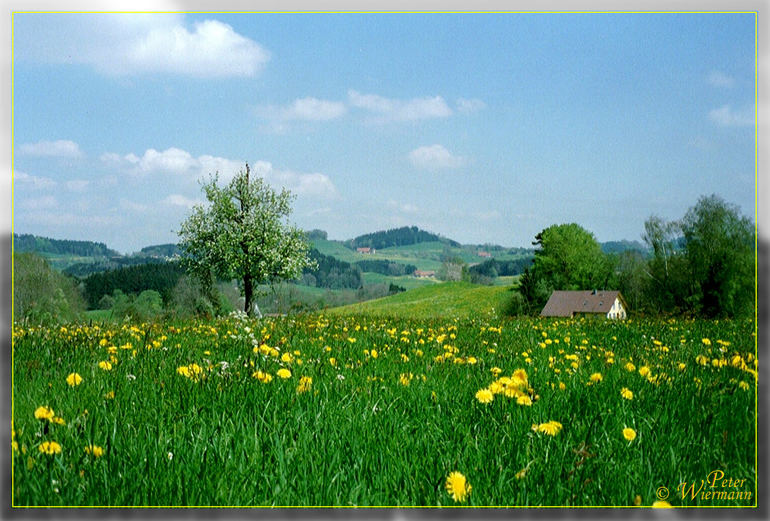 Allgäu in Blüte - 2003