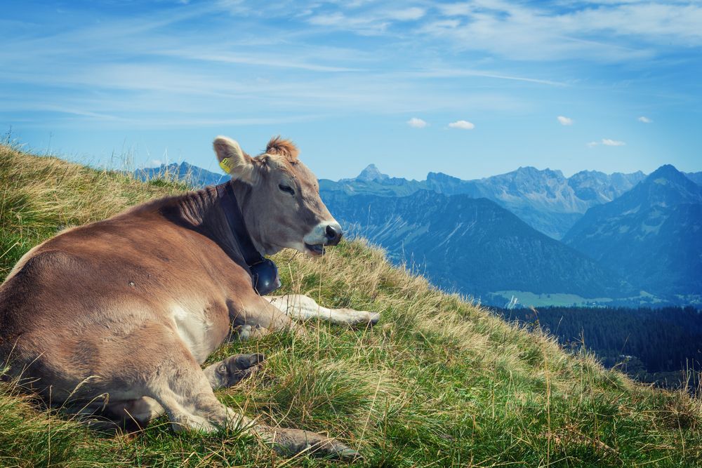 Allgäu Kuh