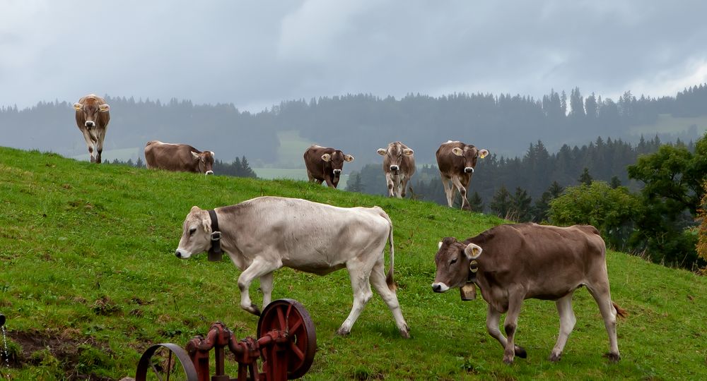 Allgäu seven