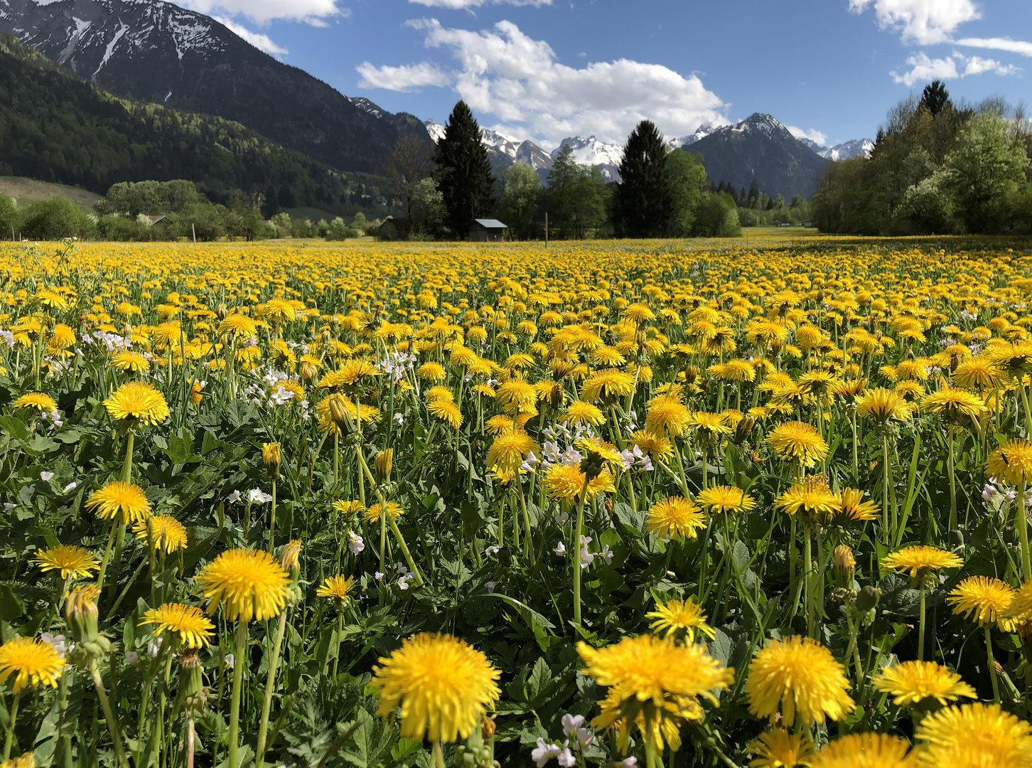 Allgäu-Träume