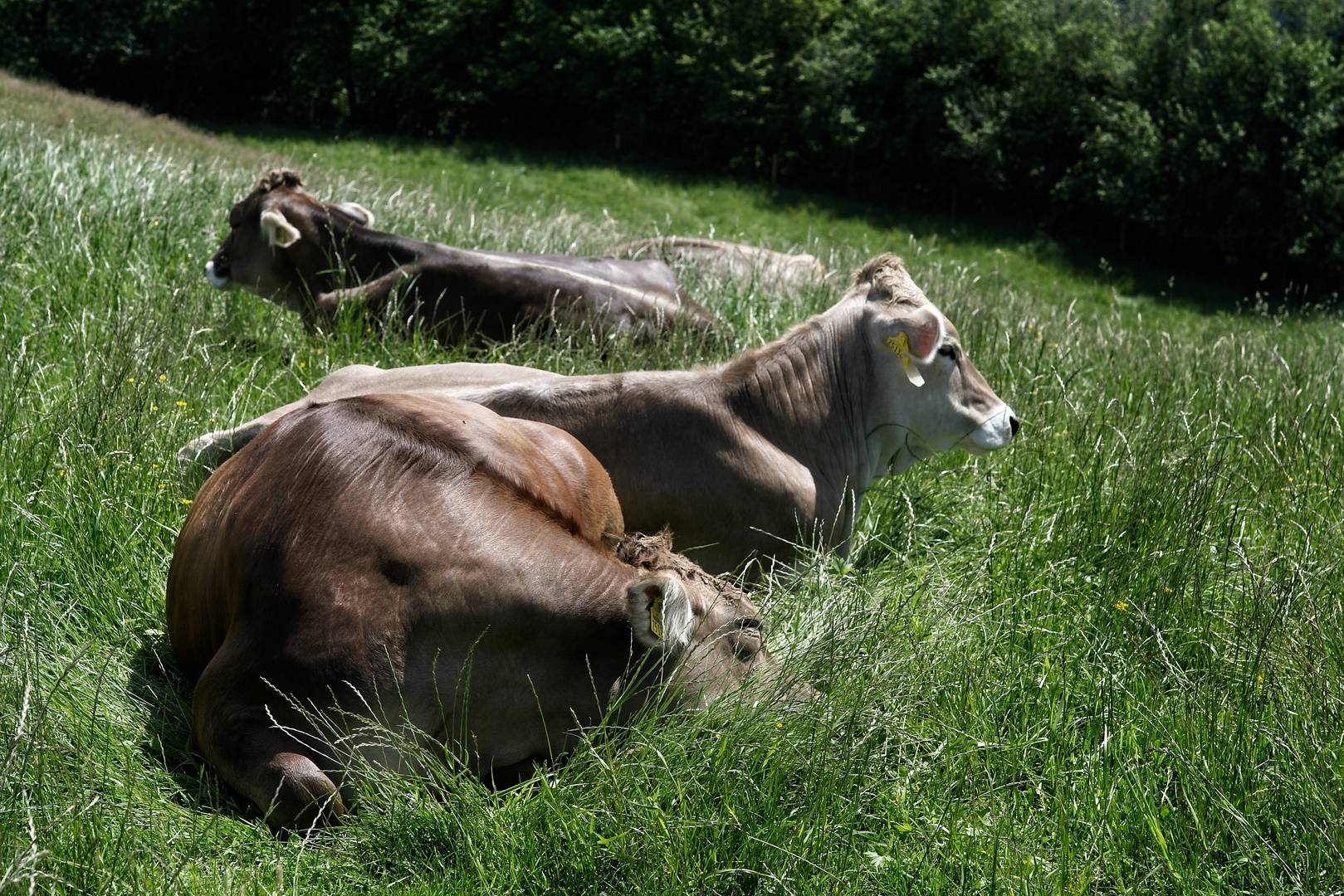 Allgäu - wenn man mitten in seinem Essen liegt