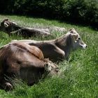 Allgäu - wenn man mitten in seinem Essen liegt