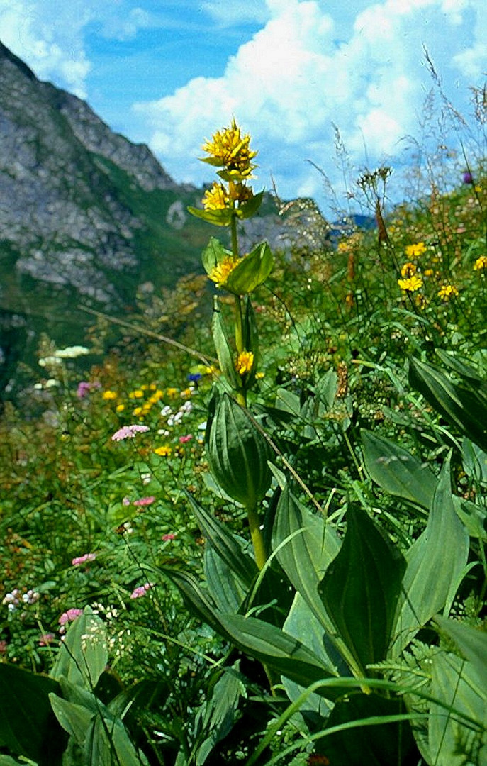 Allgäuer Alpen