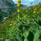 Allgäuer Alpen