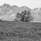 Allgäuer Alpenhauptkamm