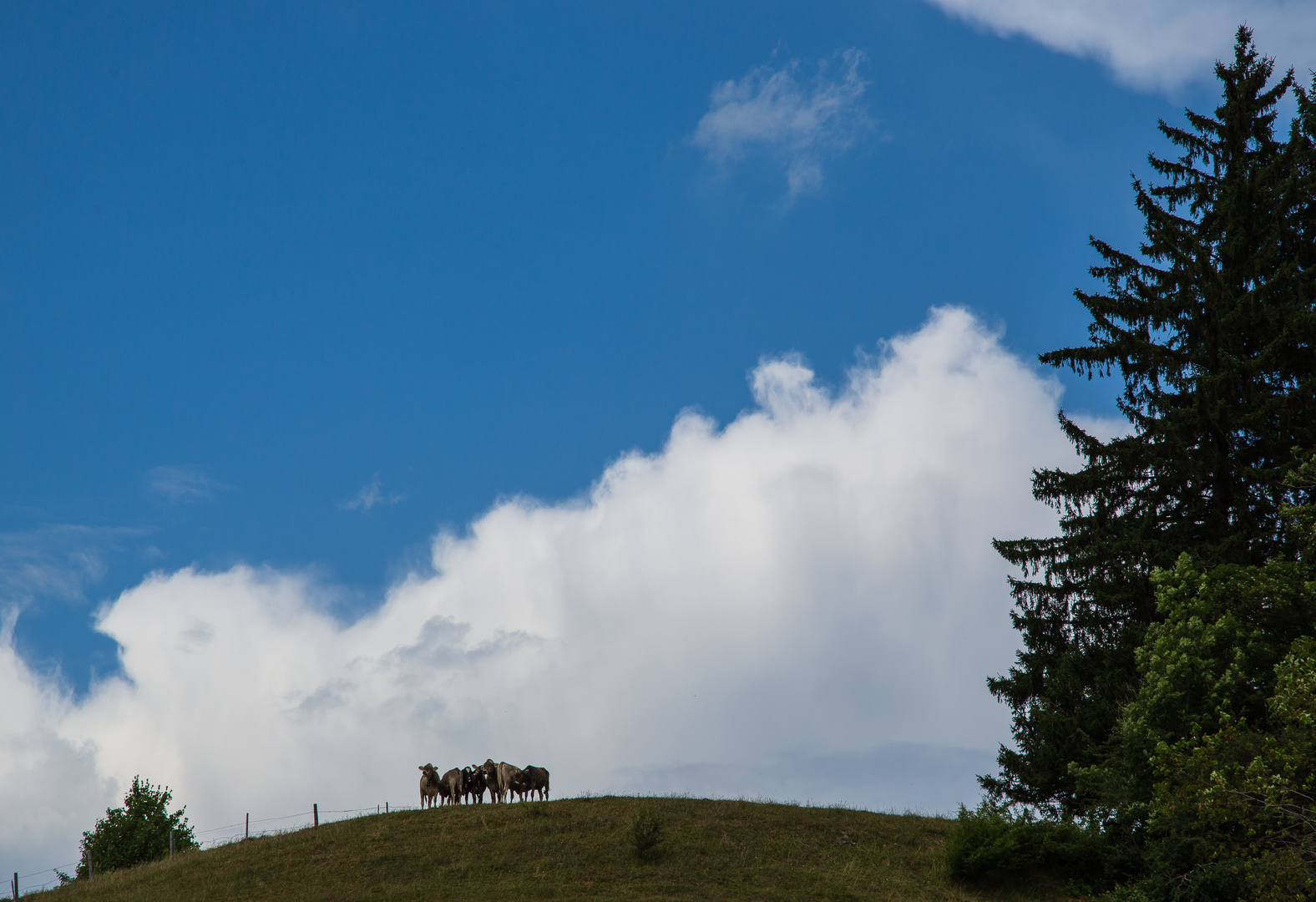 Allgäuer Ausblick