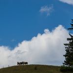 Allgäuer Ausblick