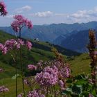 Allgäuer Bergwelt