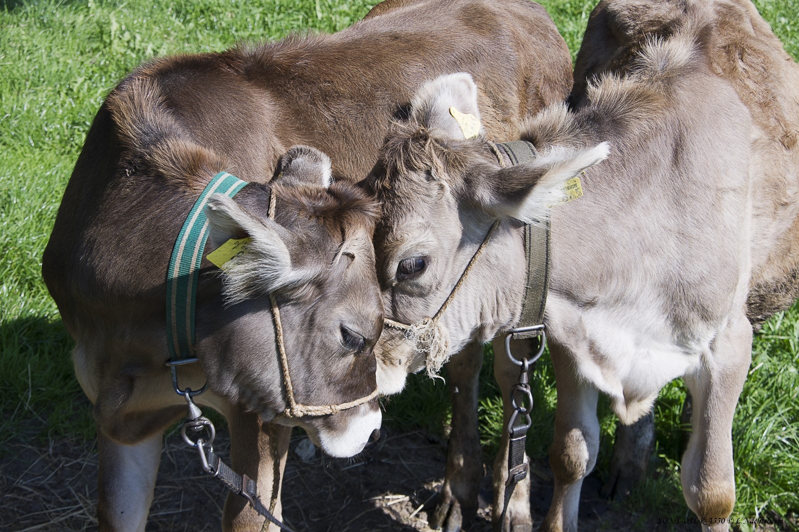 Allgäuer Braunvieh