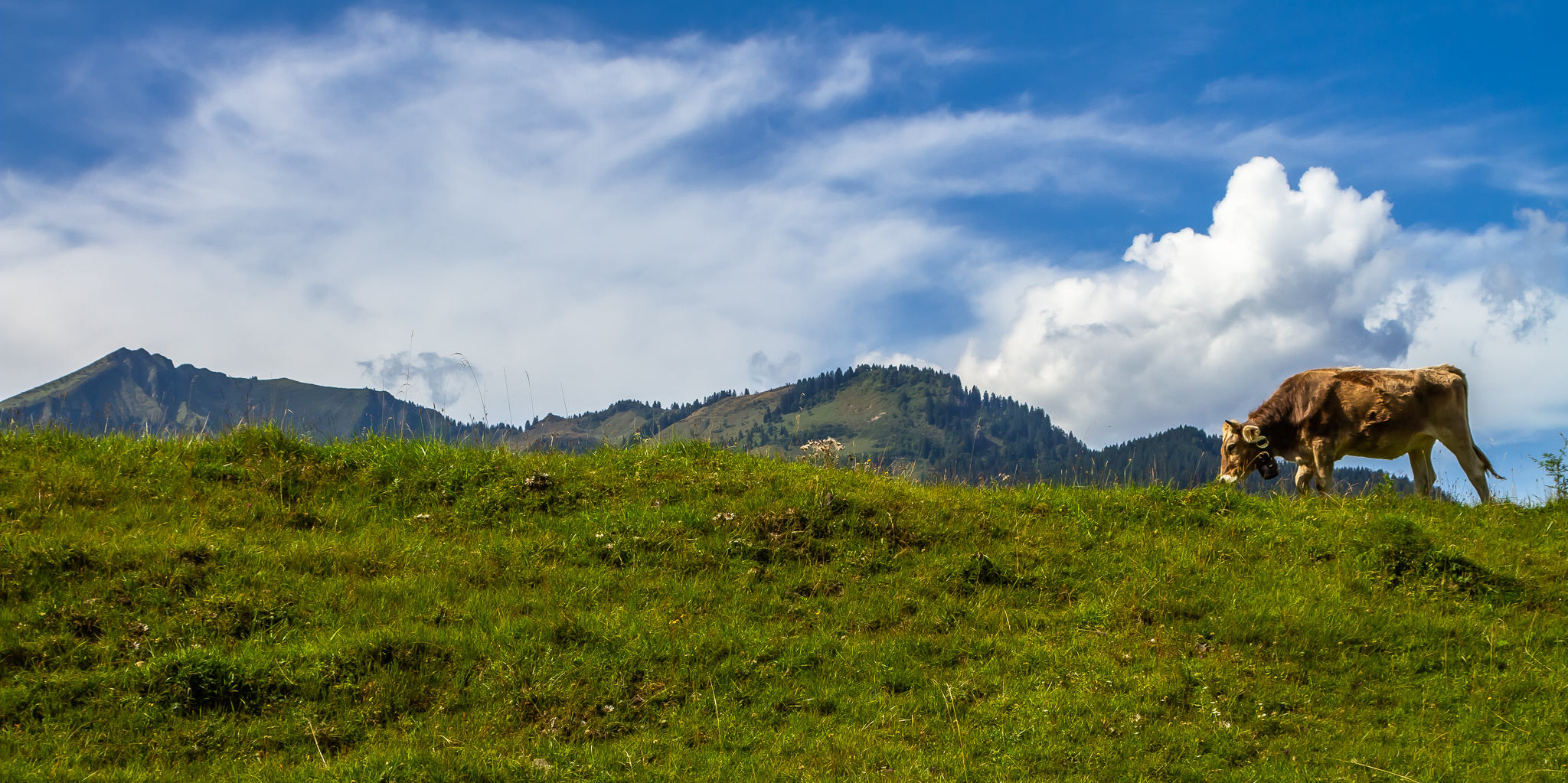 Allgäuer Braunvieh