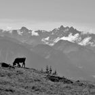 Allgäuer Hauptkamm, monochrom, wie dazumal ...