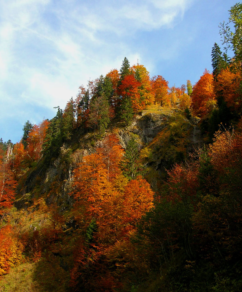 Allgäuer Herbst