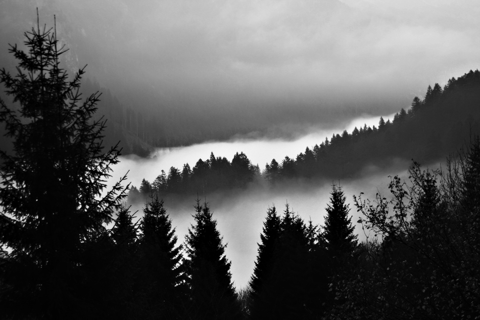 Allgäuer Herbstnebel