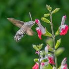 Allgäuer Kolibri