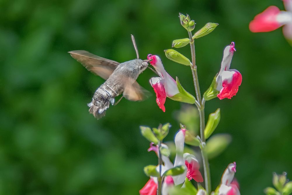 Allgäuer Kolibri