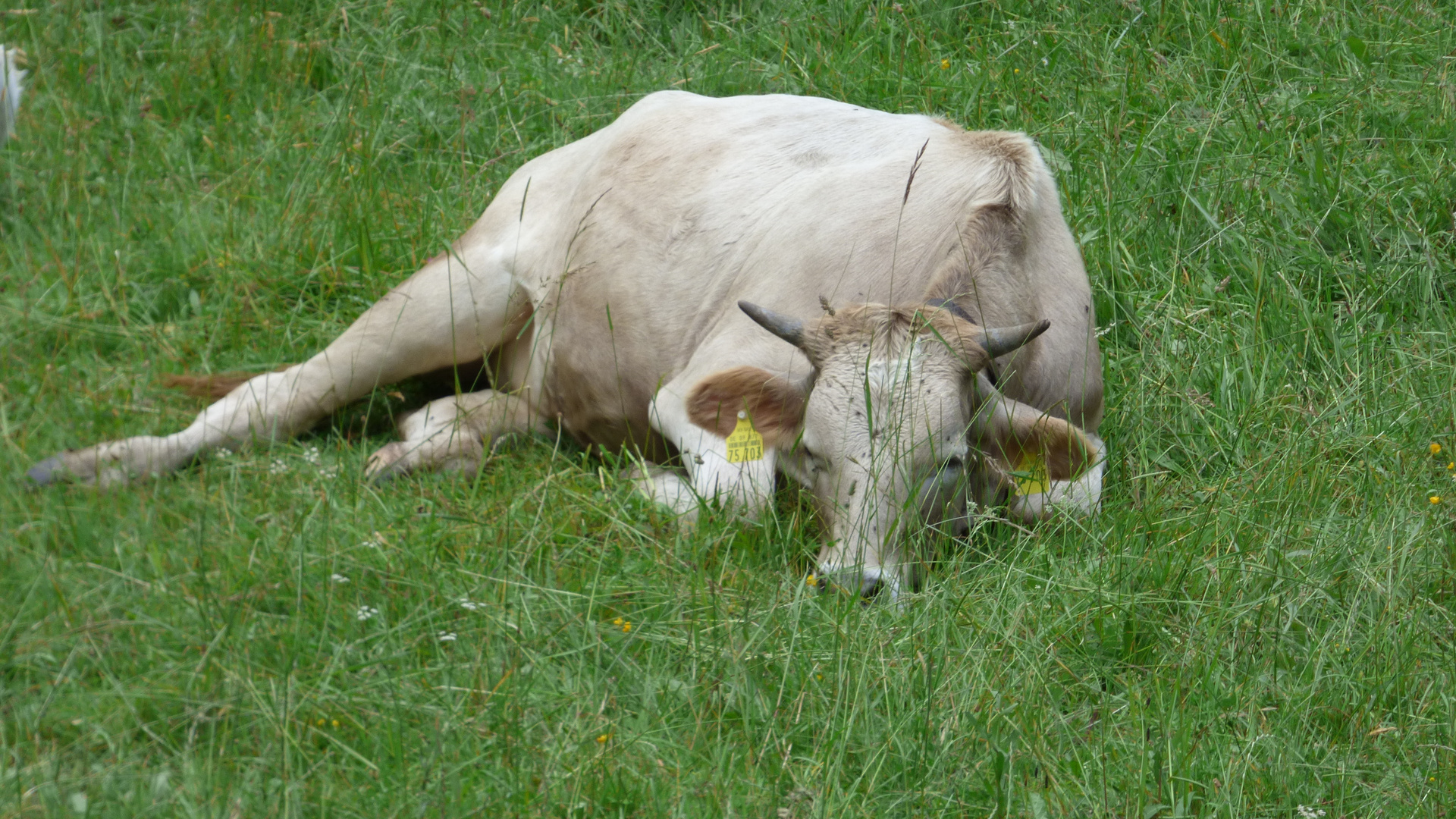 Allgäuer Kühe 1