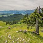 Allgäuer Landschaft