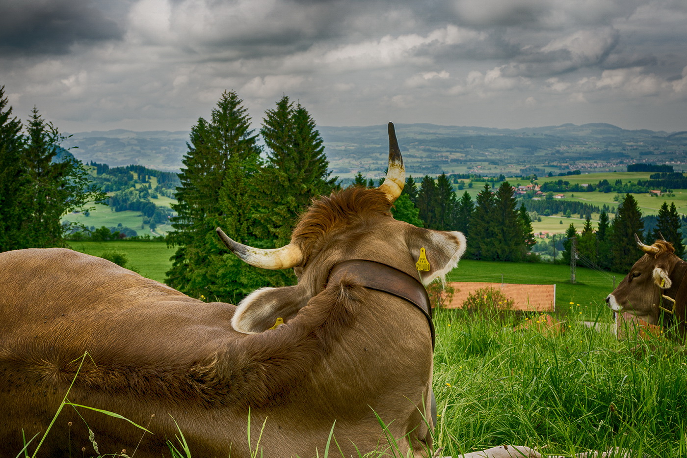 Allgäuer Nachwuchs