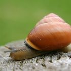 "Allgäuer Schnecke"