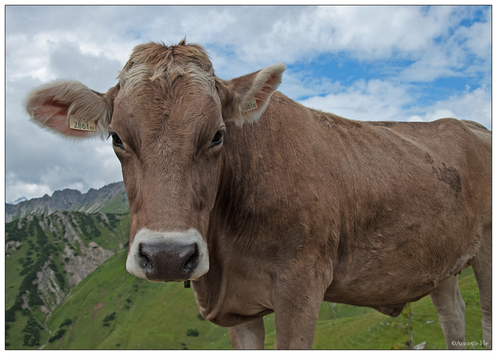 Allgäuer Schönheit