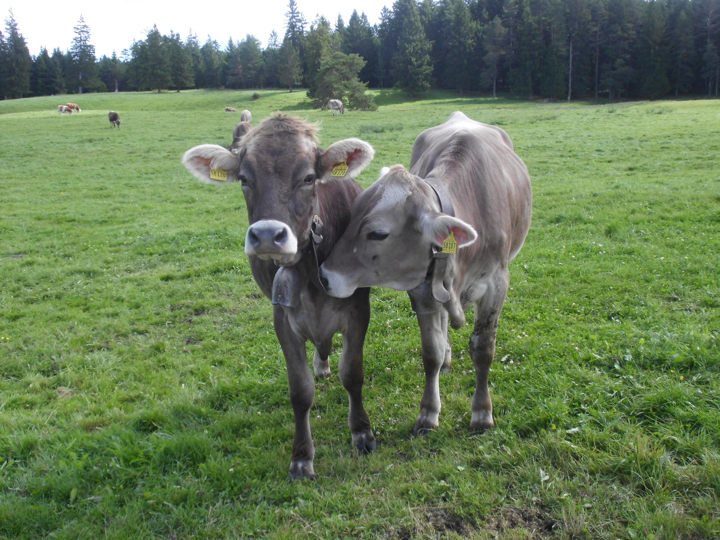 Allgäuer Schönheiten