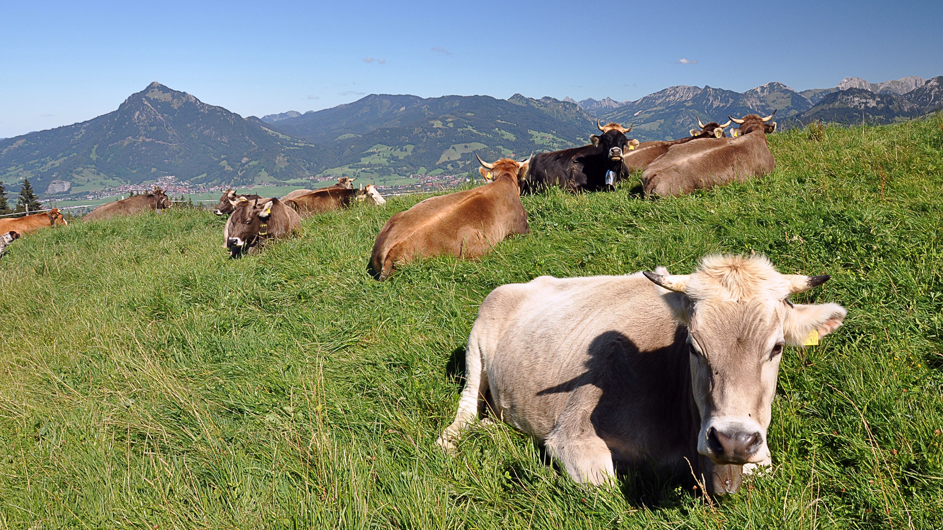 Allgäuer Schönheiten