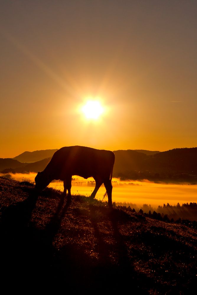 || Allgäuer Sonnenaufgang ||