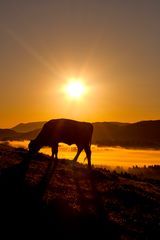 || Allgäuer Sonnenaufgang ||