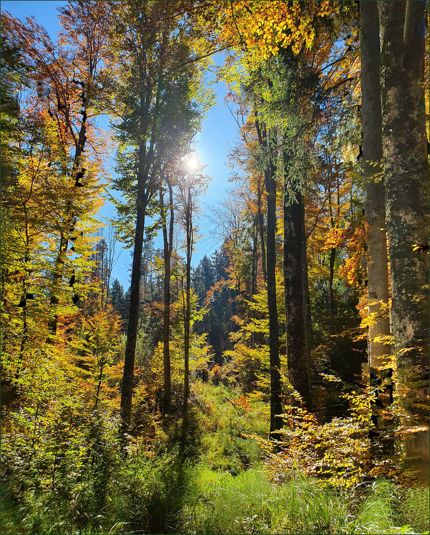 Allgäuer Wald