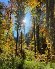 Allgäuer Wald