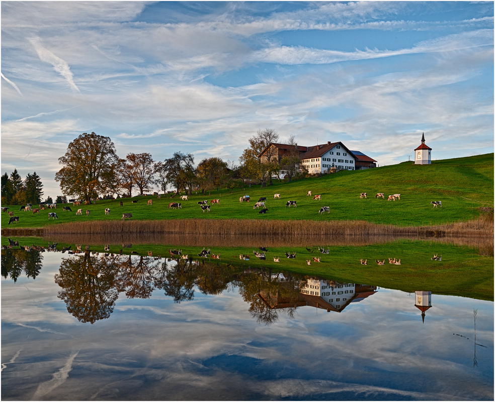 Allgäuer Wasserkühe