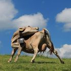 Allgäuer Yoga-Kuh